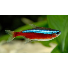 Cardinal tetra
