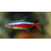 Cardinal tetra