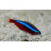 Cardinal tetra