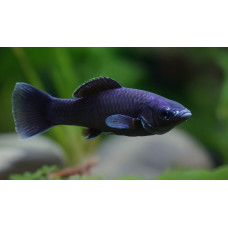 Black Molly