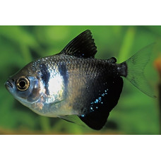 Black tetra