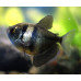 Black tetra