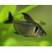 Black tetra