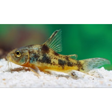 Blue leopard corydoras