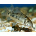 Blue leopard corydoras