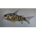Blue leopard corydoras