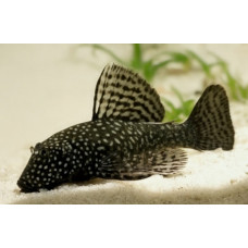 Bushymouth catfish