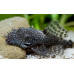 Bushymouth catfish