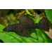 Bushymouth catfish