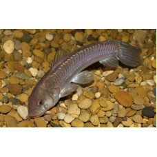 Cascarudo