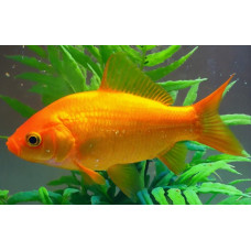 Goldfish