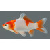 Goldfish