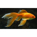 Goldfish