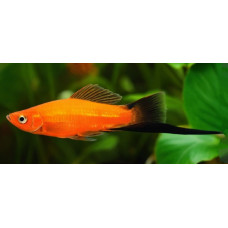 Green swordtail