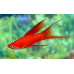 Green swordtail