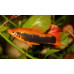 Green swordtail