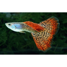 Guppy