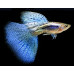 Guppy