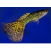 Guppy