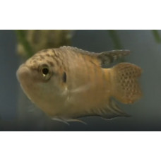 Paradise fish Paradise fish