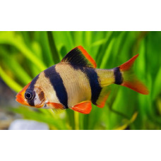 Sumatra barb
