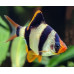 Sumatra barb
