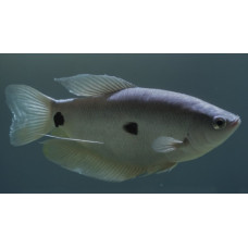 Three spot gourami