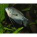 Three spot gourami