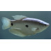 Three spot gourami
