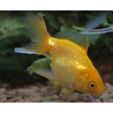 Dystrophy in fish