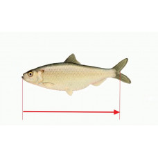 Fish body length