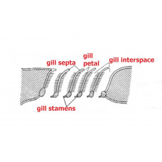 Gill interspace