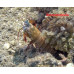 Higher crayfish (Malacostraca)
