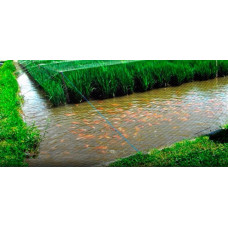 Irrigation fish farming