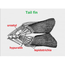 Lepidotrichia