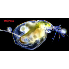 Mesoplankton