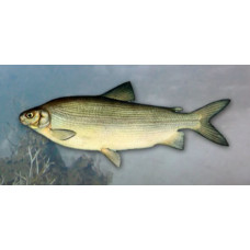 Broad whitefish