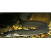 River eels