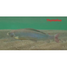 Stenoion fish