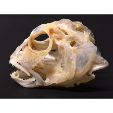 Tropibasal skull