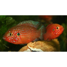 African jewelfish