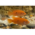 African jewelfish