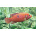 African jewelfish
