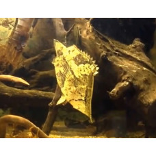 Amazon leaffish Amazon leaffish