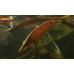 Amazon leaffish Amazon leaffish