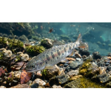 Amu-Darya trout