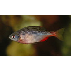 Amur bitterling Amur bitterling