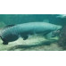 Arapaima