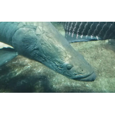 Arapaima
