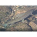 Arctic grayling